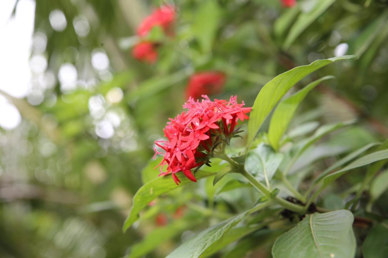 Ella Tea Land View Apartment Ngoại thất bức ảnh