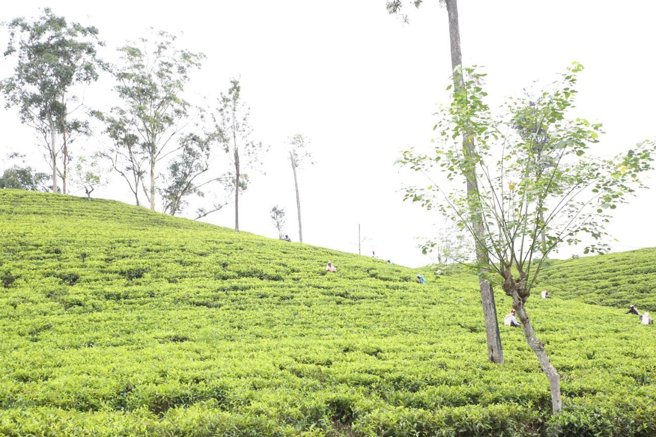 Ella Tea Land View Apartment Ngoại thất bức ảnh